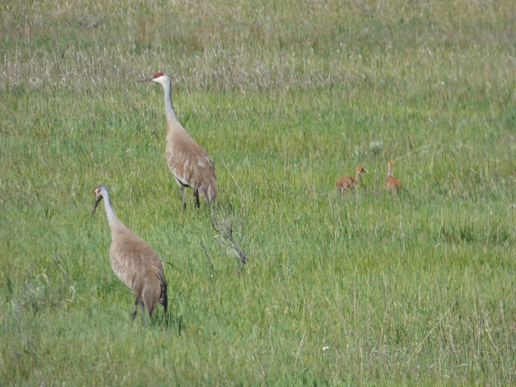 Sandhill Cranes and Chicks